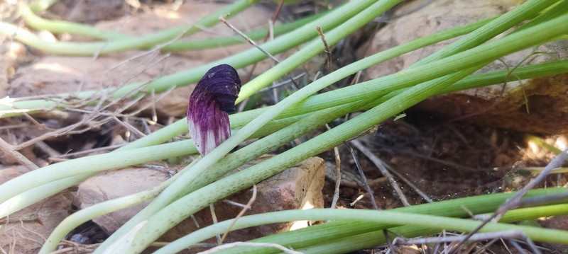 Arisarum simorrhinum var. simorrhinum photo 3