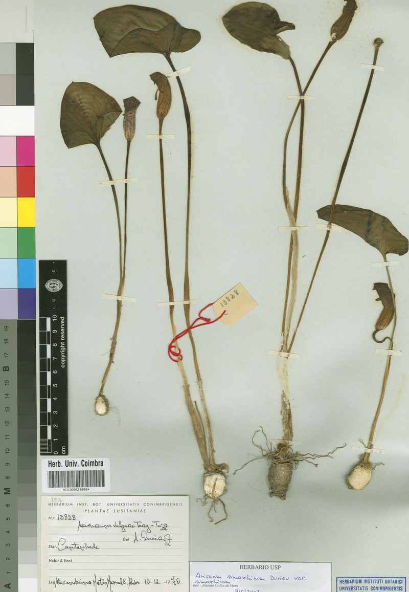 Arisarum simorrhinum var. simorrhinum photo 4