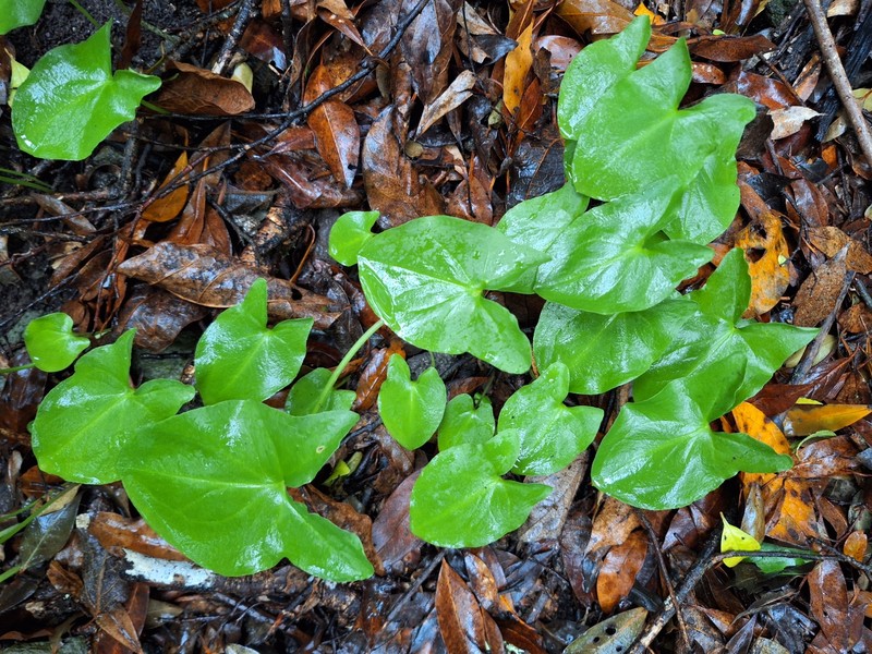 Arisarum simorrhinum var. subexertum