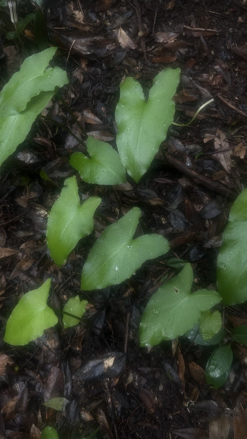 Arisarum simorrhinum var. subexertum photo 2