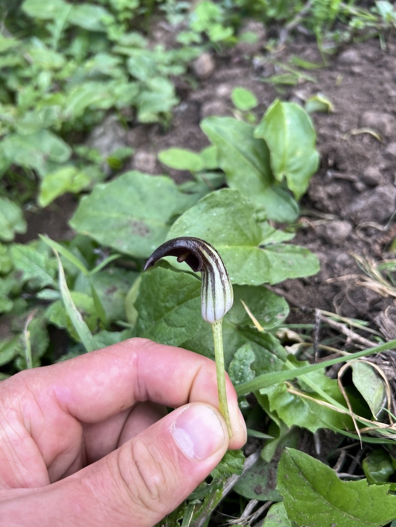 Arisarum simorrhinum var. subexertum photo 3