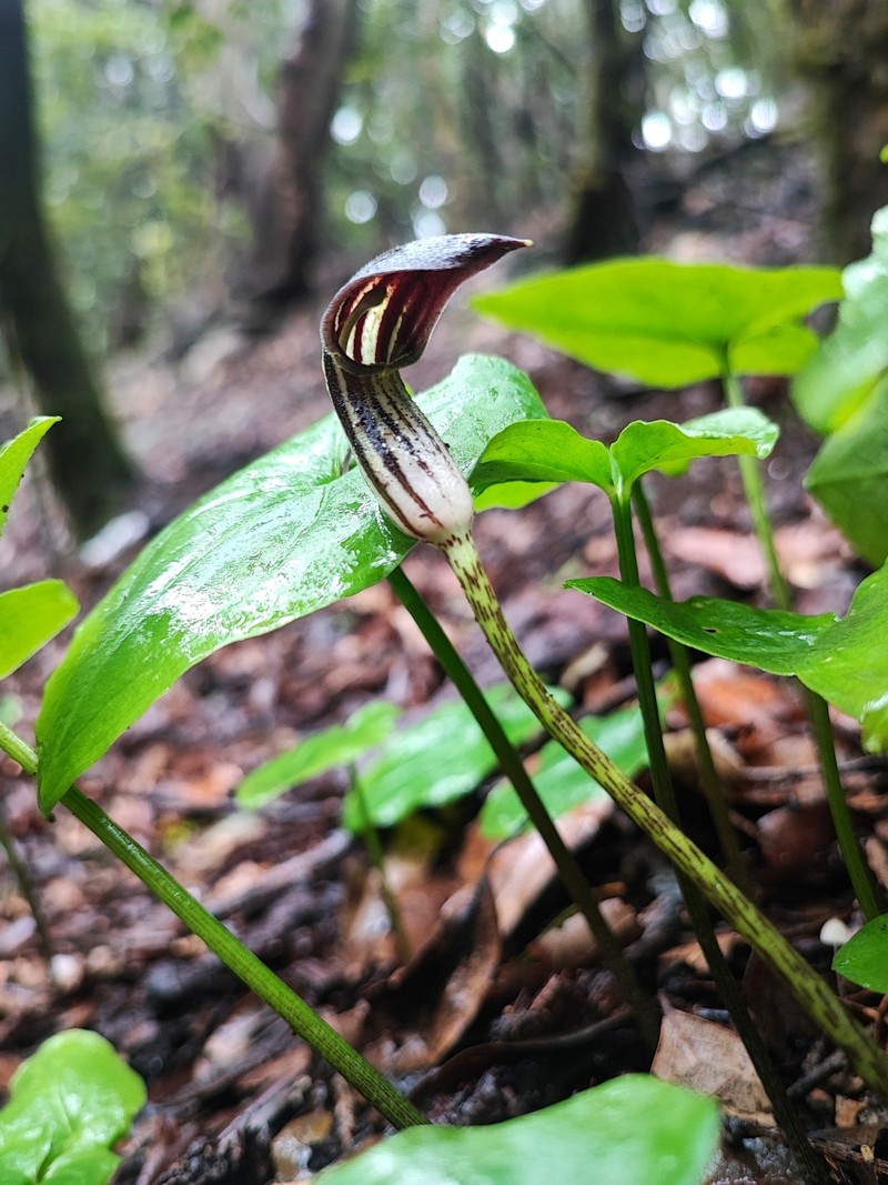 Arisarum simorrhinum var. subexertum photo 4