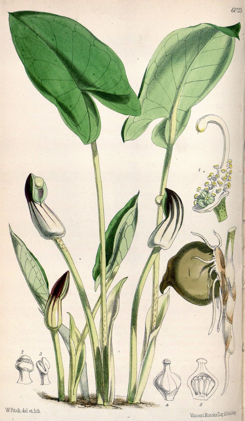 Arisarum vulgare photo 2