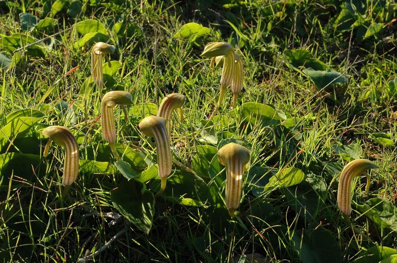 Arisarum vulgare photo 3