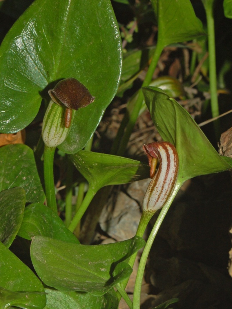 Arisarum vulgare photo 4