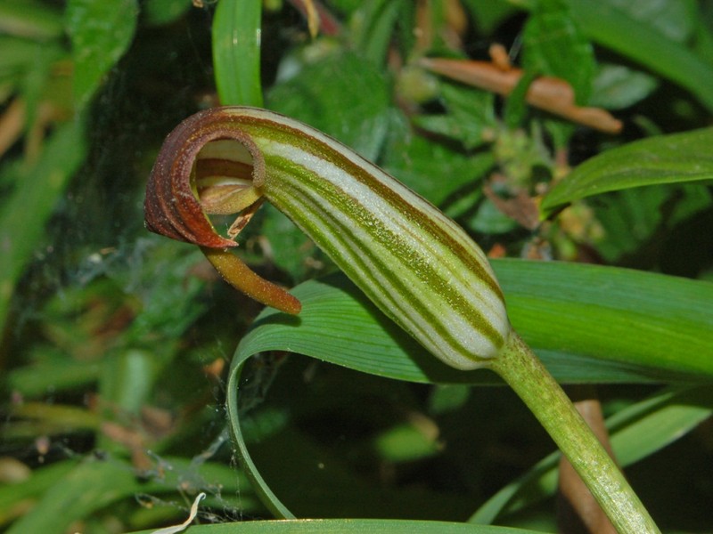 Arisarum vulgare photo 5
