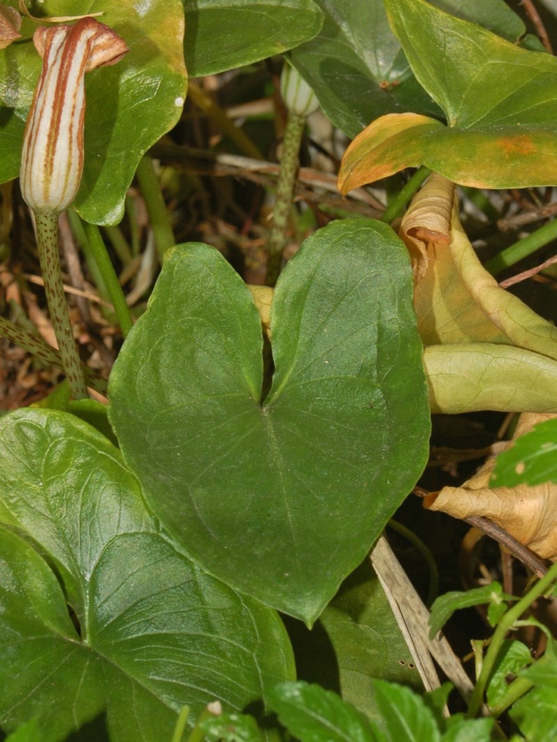 Arisarum vulgare photo 6