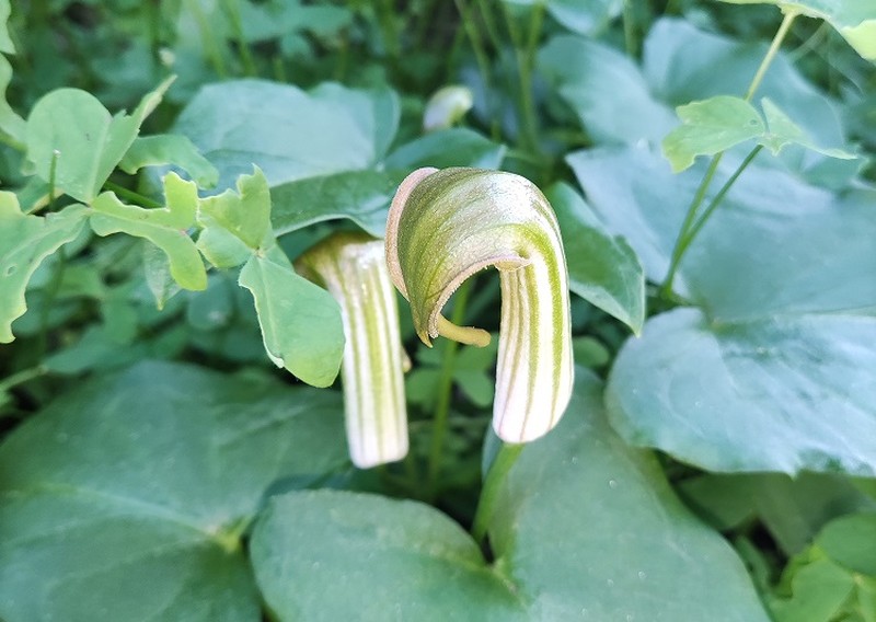 Arisarum vulgare photo 7