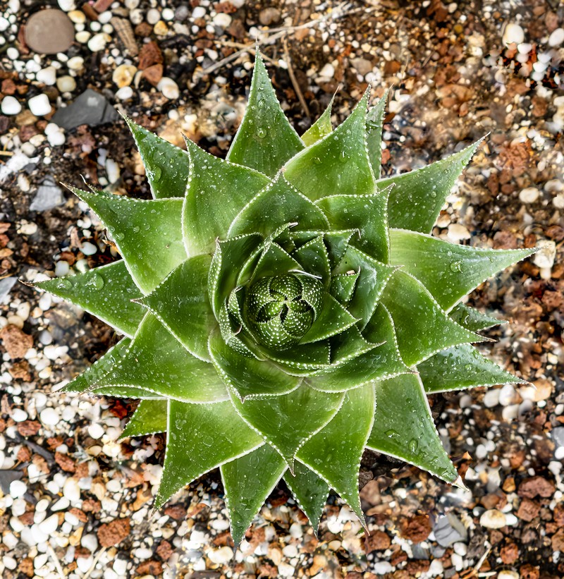 Aristaloe aristata