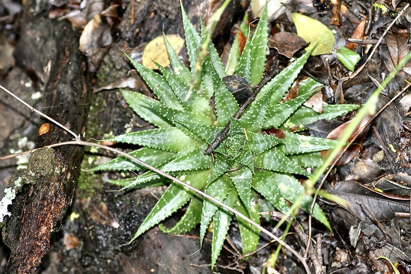 Aristaloe aristata photo 2