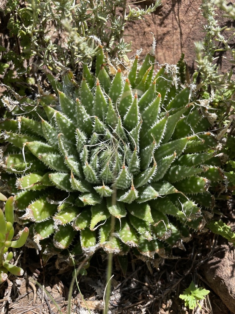 Aristaloe aristata photo 3