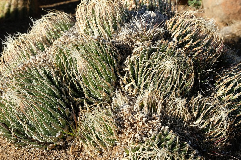 Aristaloe aristata photo 4