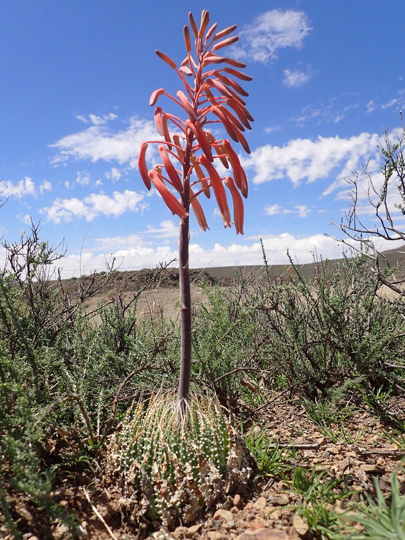 Aristaloe aristata photo 5