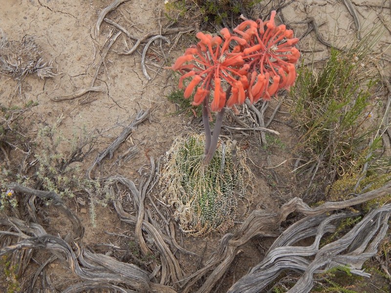 Aristaloe aristata photo 6