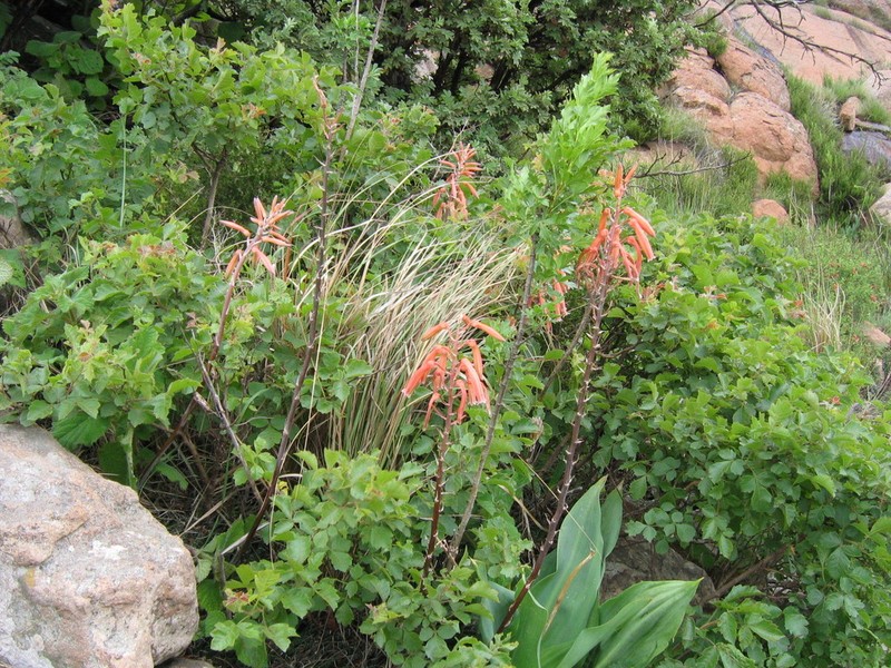 Aristaloe aristata photo 7