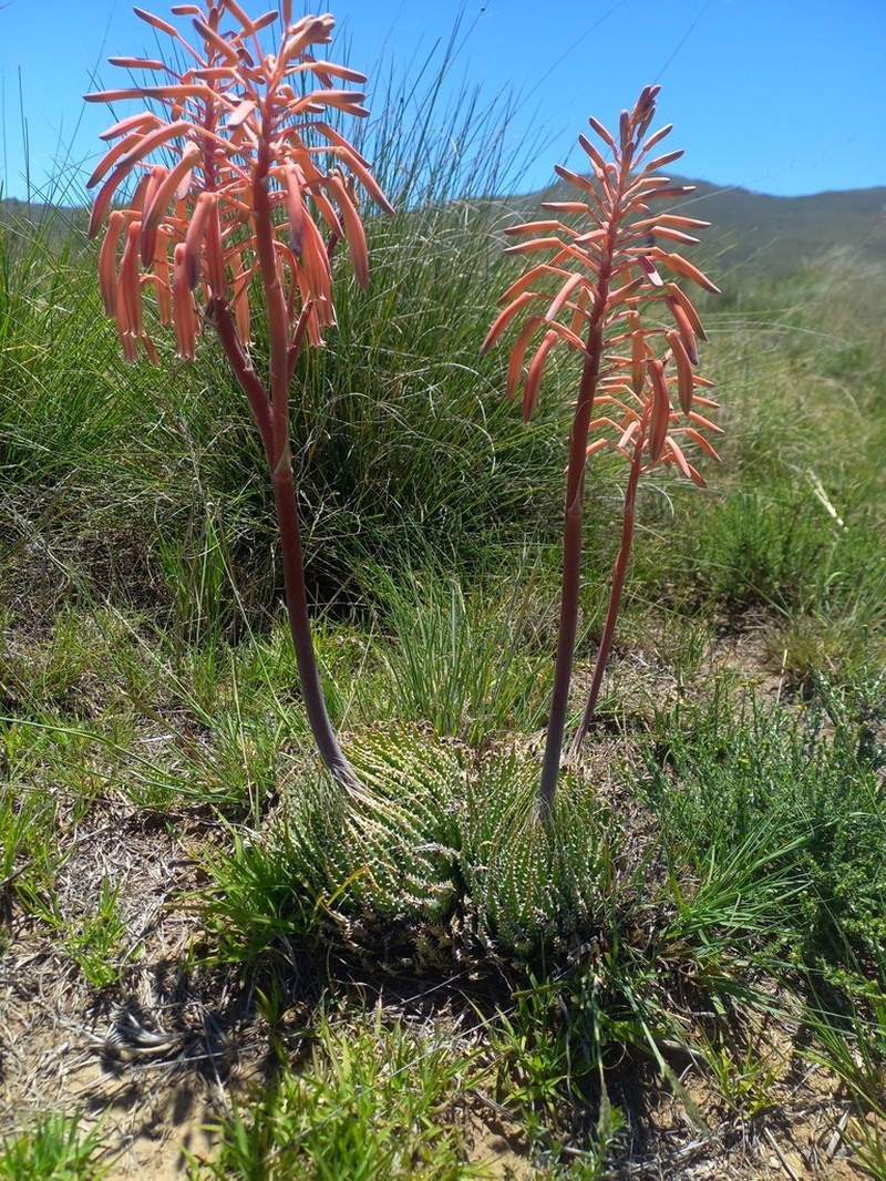 Aristaloe aristata photo 8