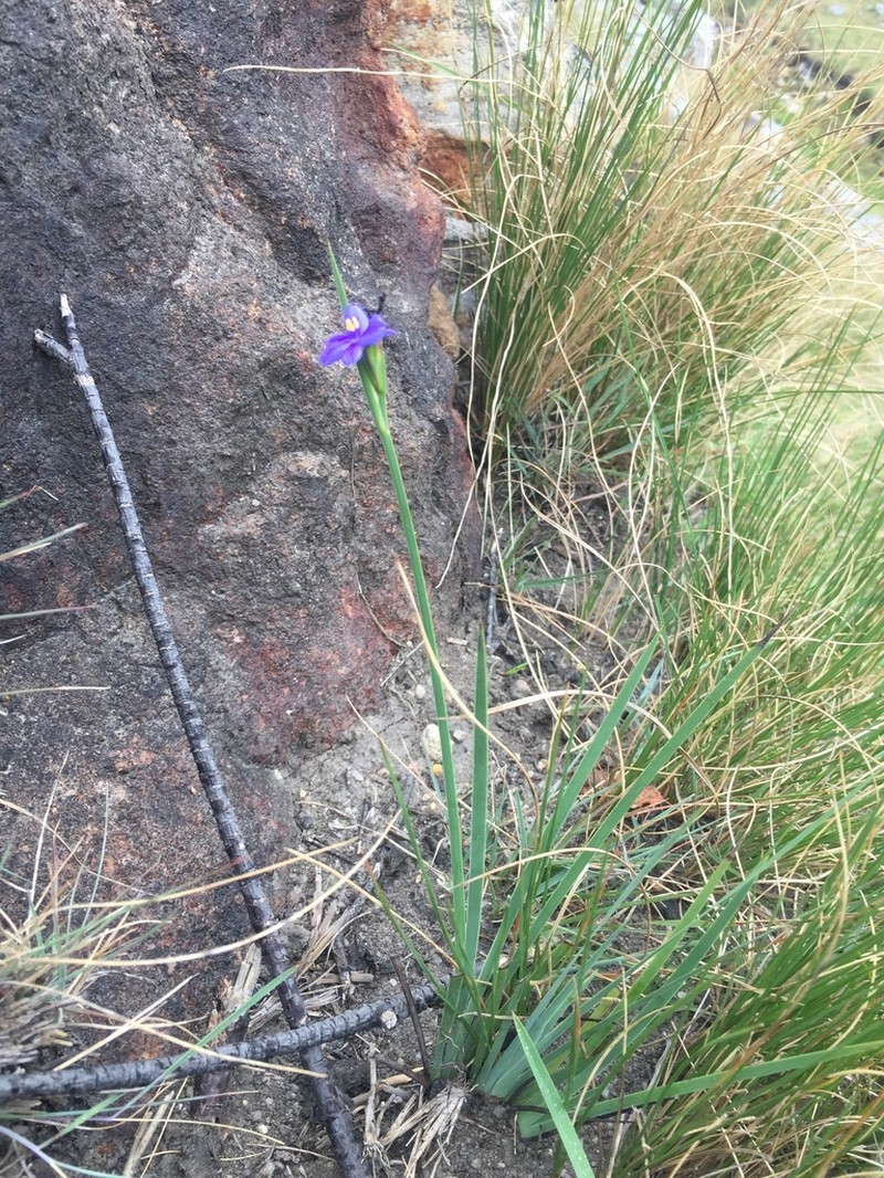 Aristea abyssinica