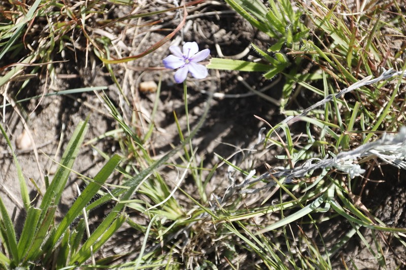 Aristea abyssinica photo 2