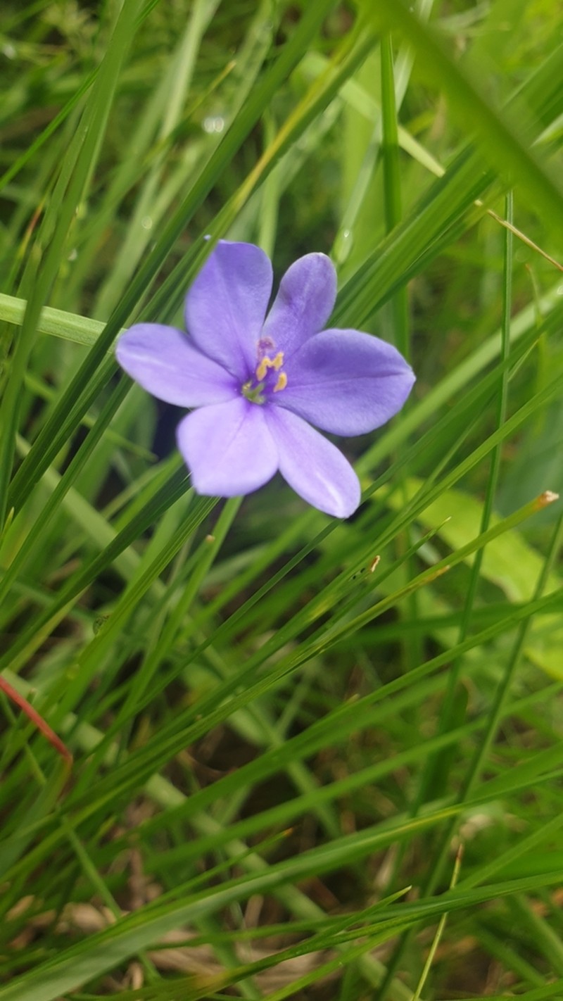 Aristea abyssinica photo 7