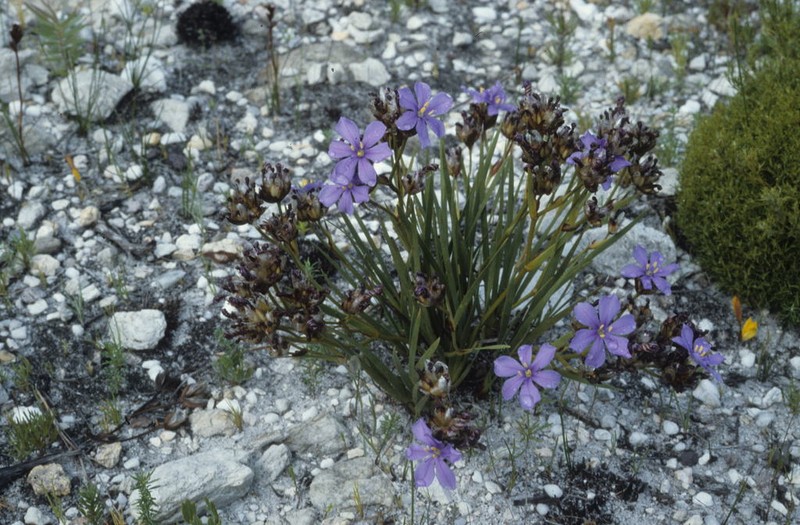 Aristea africana