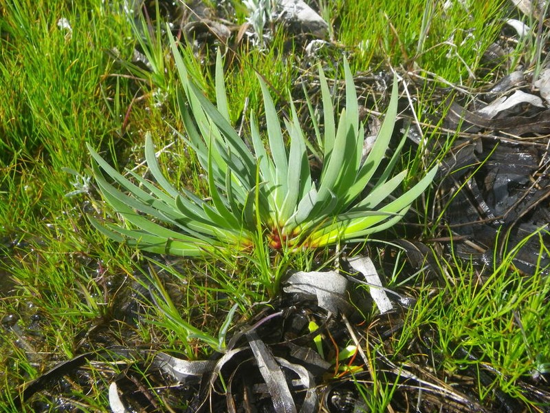 Aristea africana photo 2