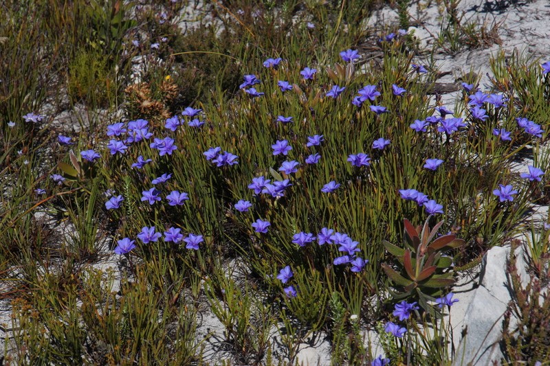 Aristea africana photo 3