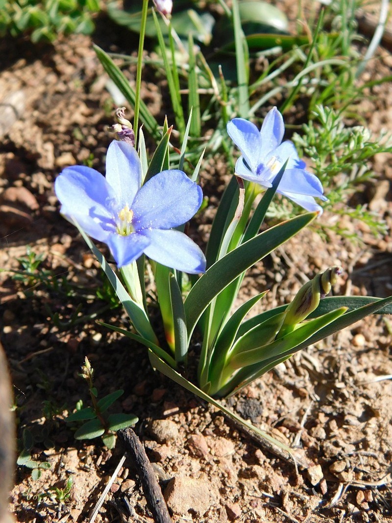 Aristea africana photo 4