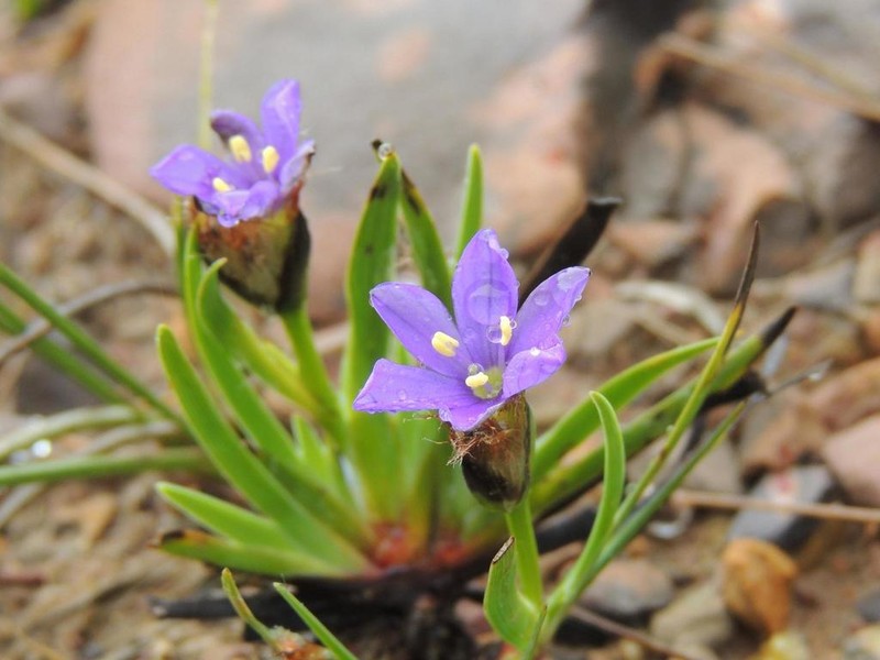 Aristea africana photo 5