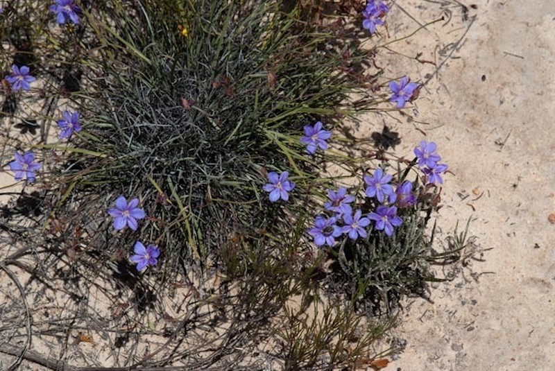 Aristea africana photo 6