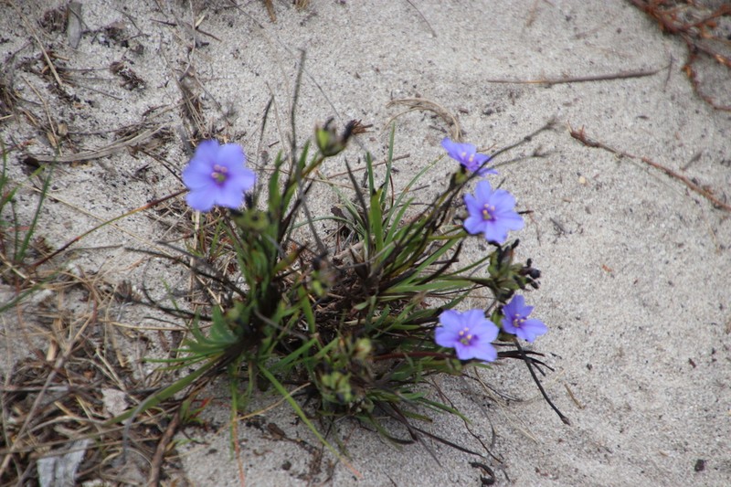Aristea africana photo 7