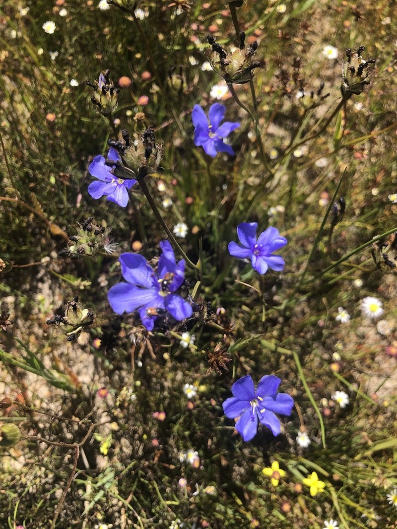 Aristea africana photo 8