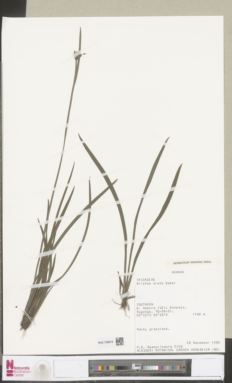 Aristea alata photo 2