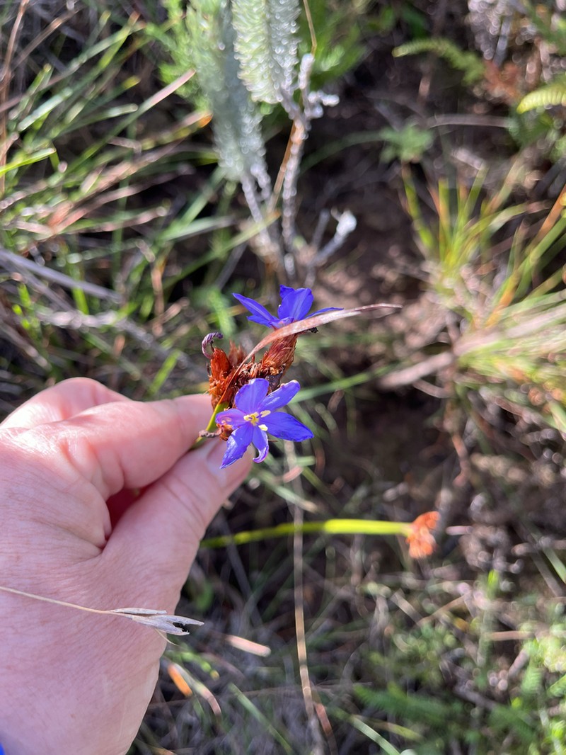 Aristea anceps photo 2