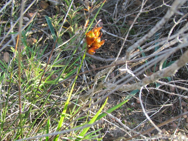 Aristea anceps photo 3