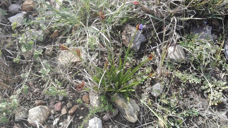 Aristea anceps photo 4