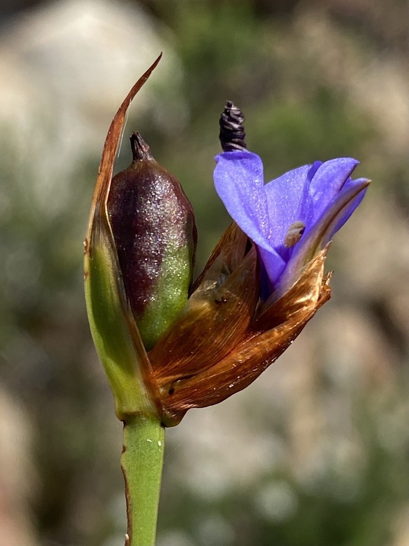 Aristea anceps photo 5