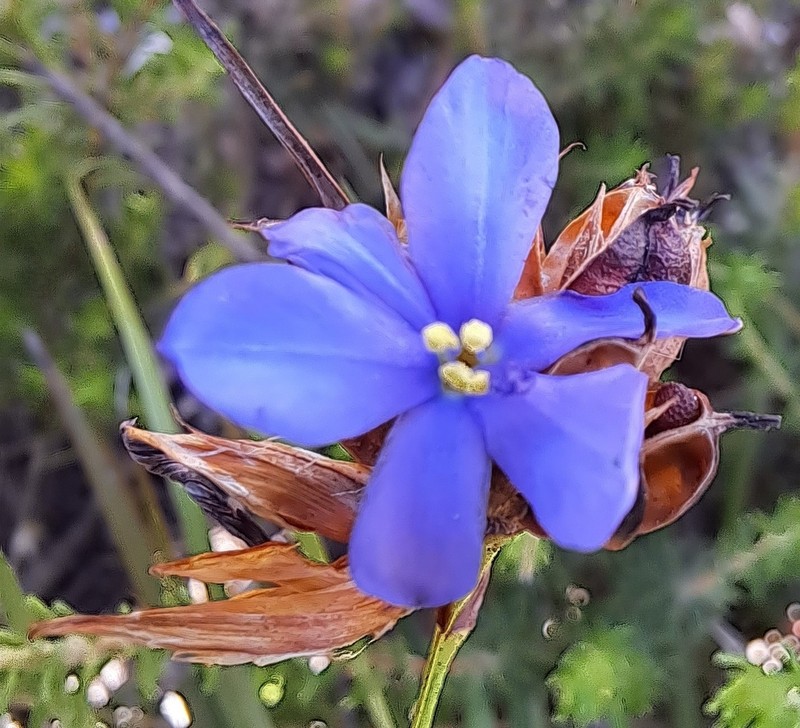 Aristea anceps photo 6