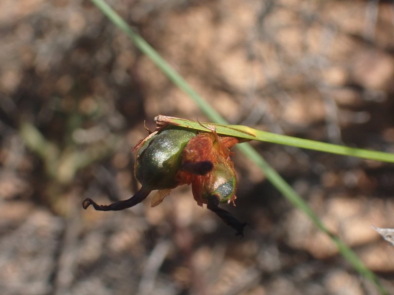 Aristea anceps photo 7
