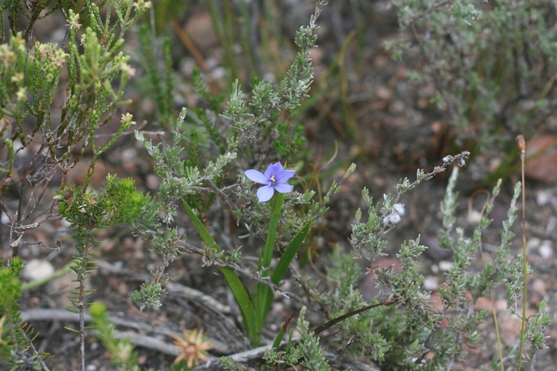 Aristea anceps photo 8