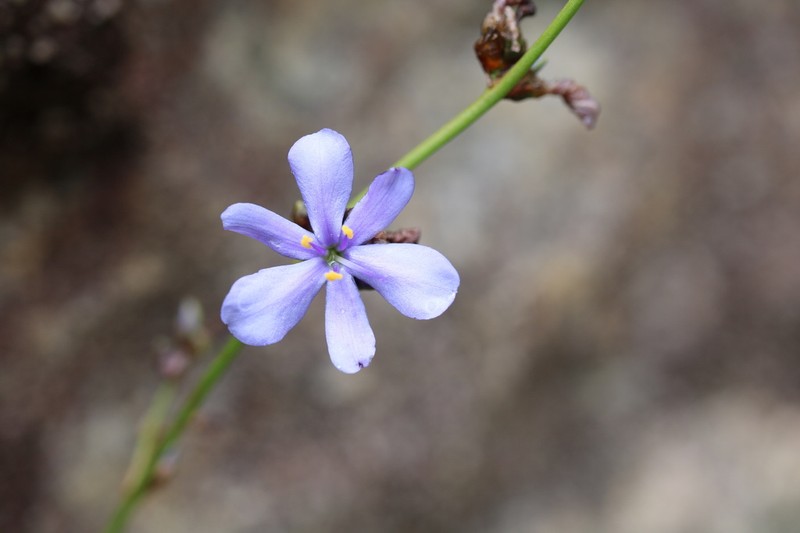 Aristea angolensis