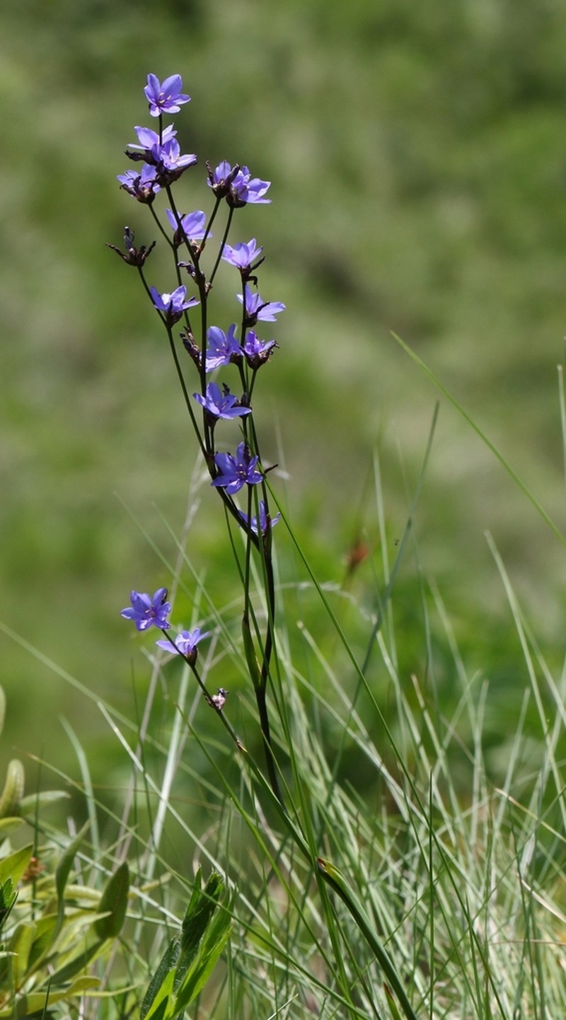 Aristea angolensis photo 2