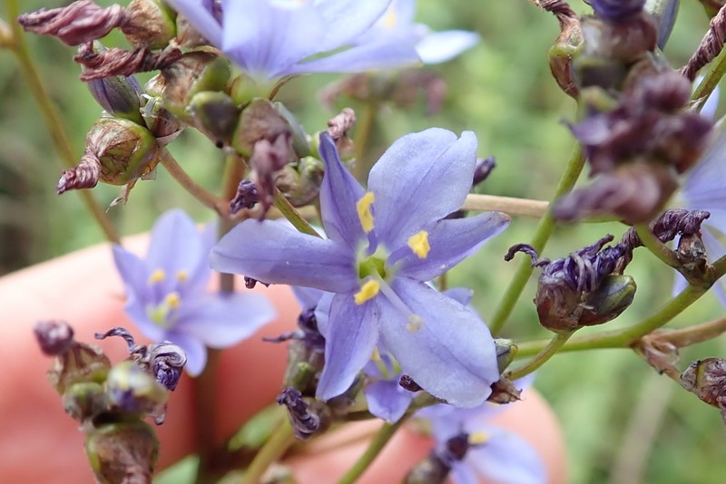 Aristea angolensis photo 3