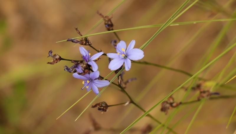 Aristea angolensis photo 4
