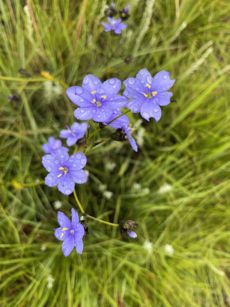 Aristea angolensis photo 5