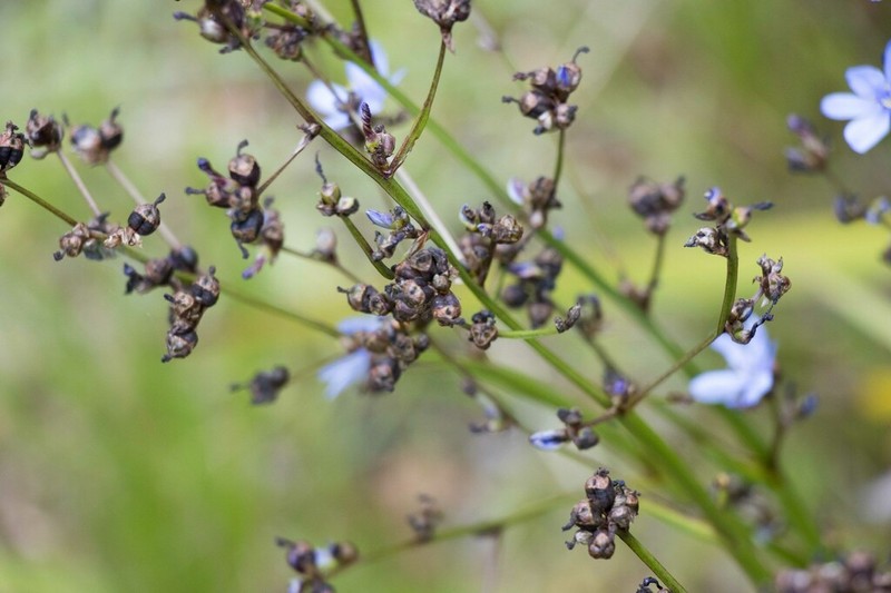 Aristea angolensis photo 6