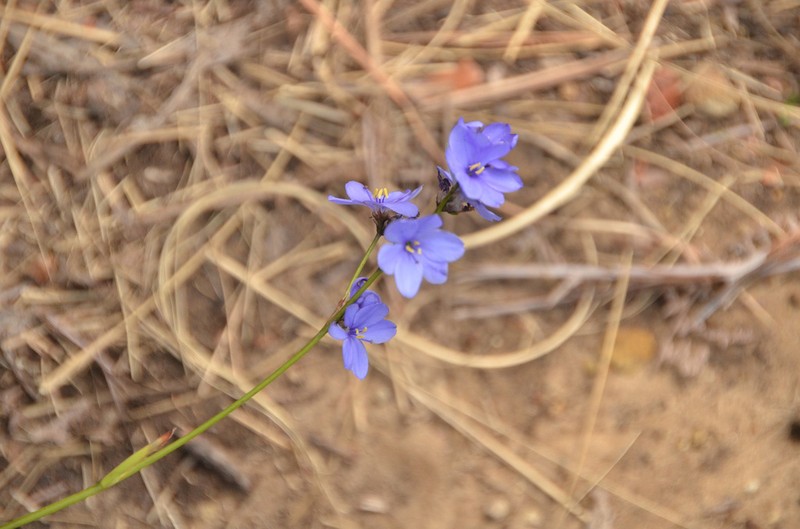 Aristea angolensis photo 7