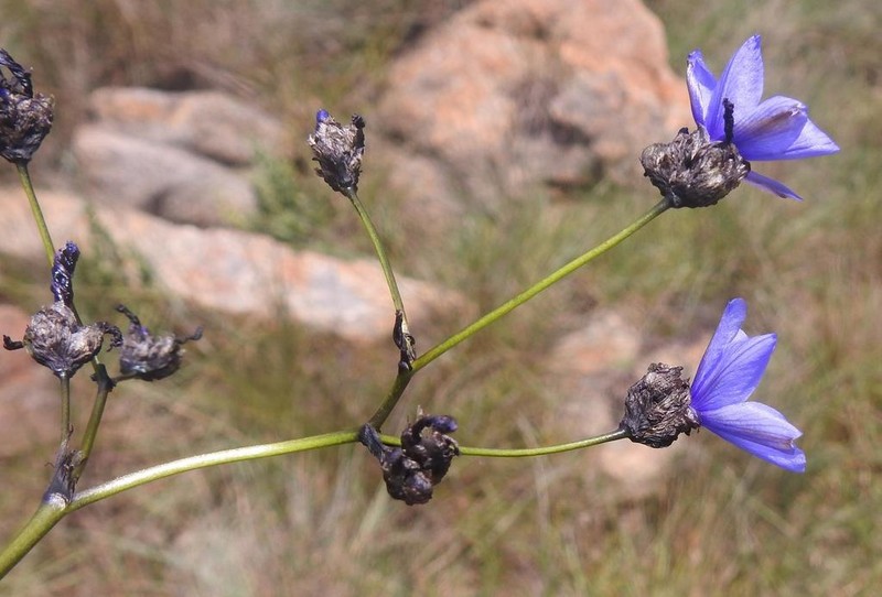 Aristea angolensis photo 8