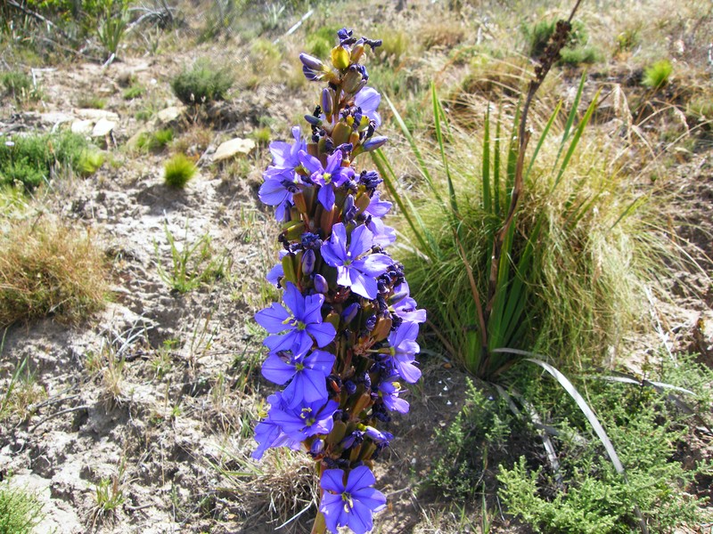 Aristea bakeri