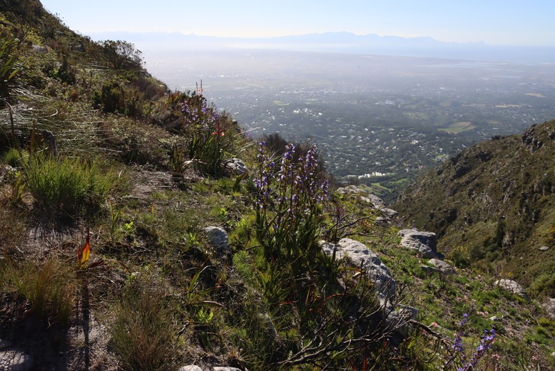 Aristea bakeri photo 2