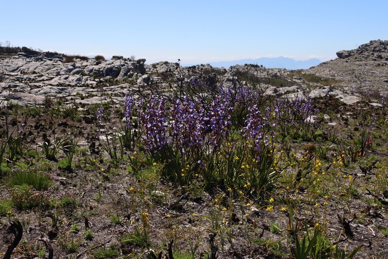 Aristea bakeri photo 4